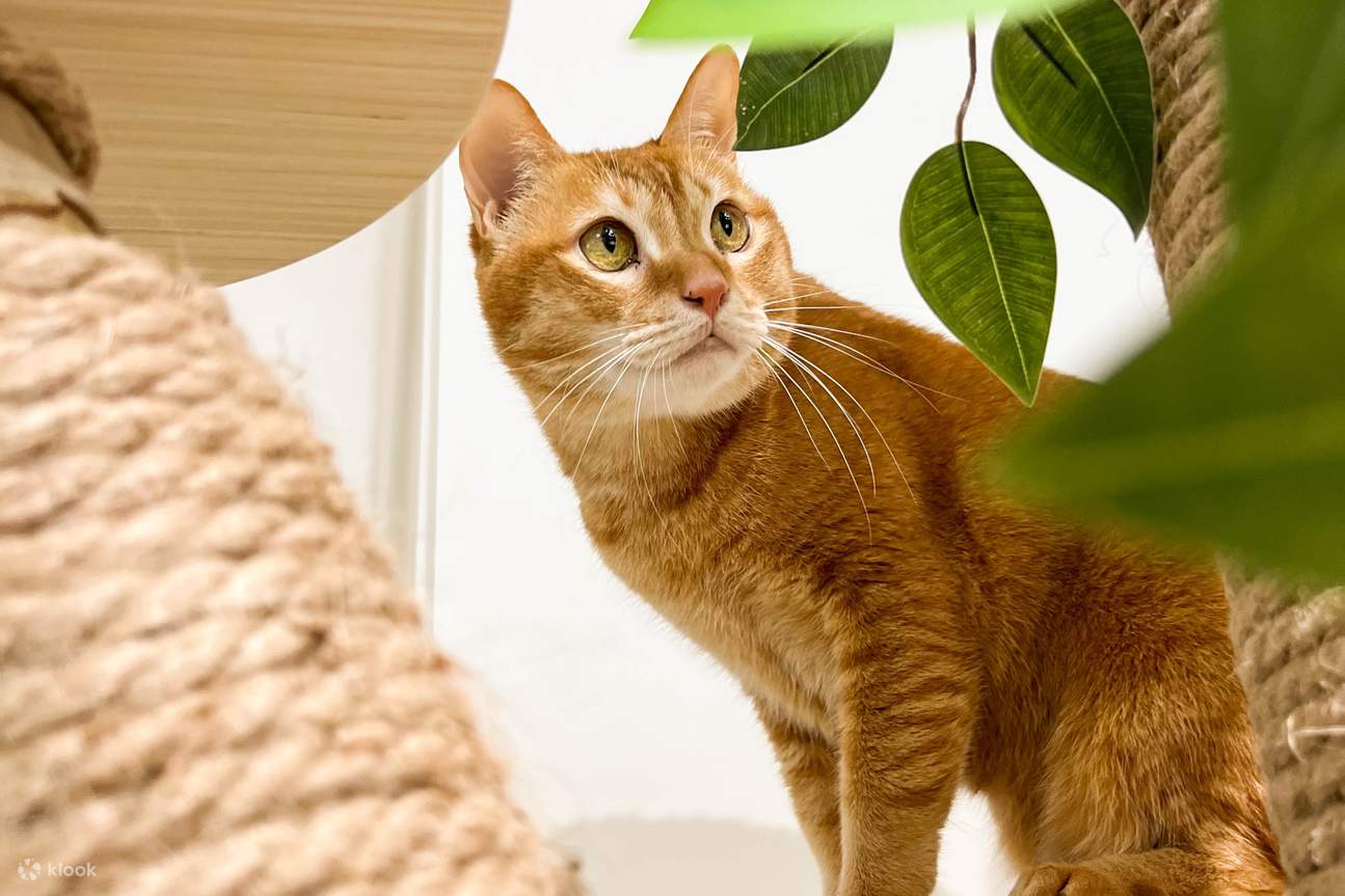 Medical boarding for 2025 cats near me